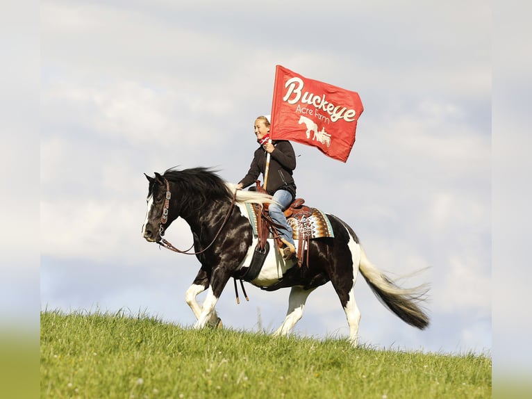 Draft Horse Mix Castrone 8 Anni 145 cm Tobiano-tutti i colori in Millersburg