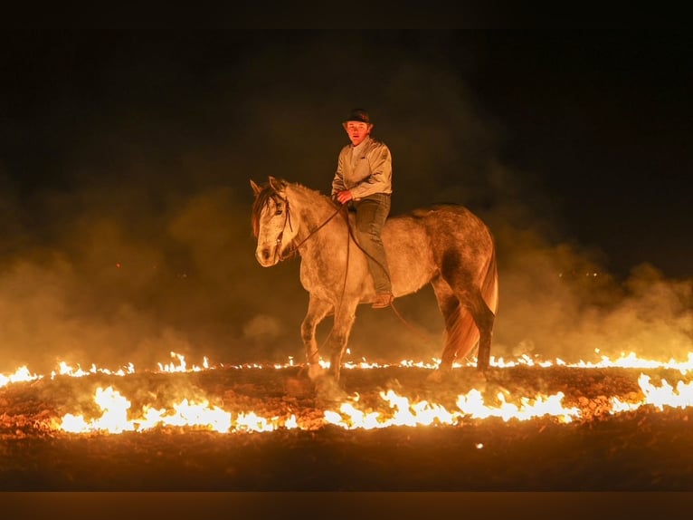Draft Horse Castrone 8 Anni 150 cm Grigio in Ripley