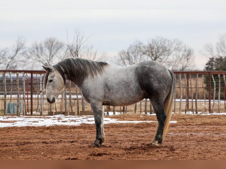 Draft Horse Castrone 8 Anni 150 cm Grigio in Ripley