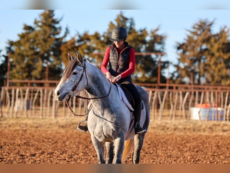 Draft Horse Castrone 8 Anni 150 cm Grigio in Ripley