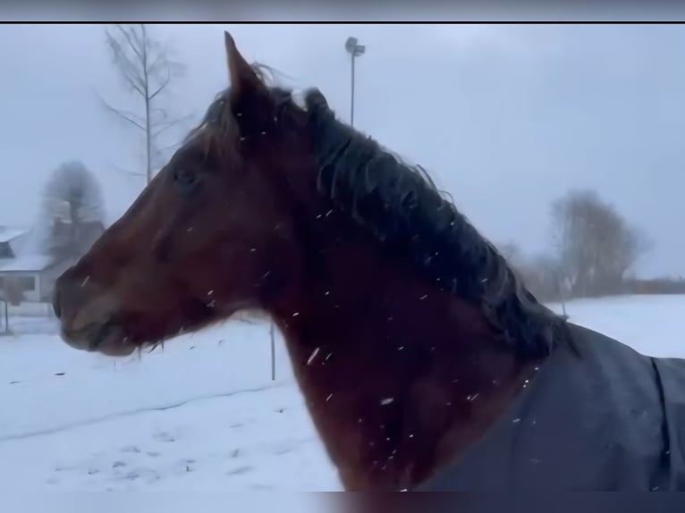 Draft Horse Castrone 8 Anni 150 cm Sauro scuro in Bissendorf