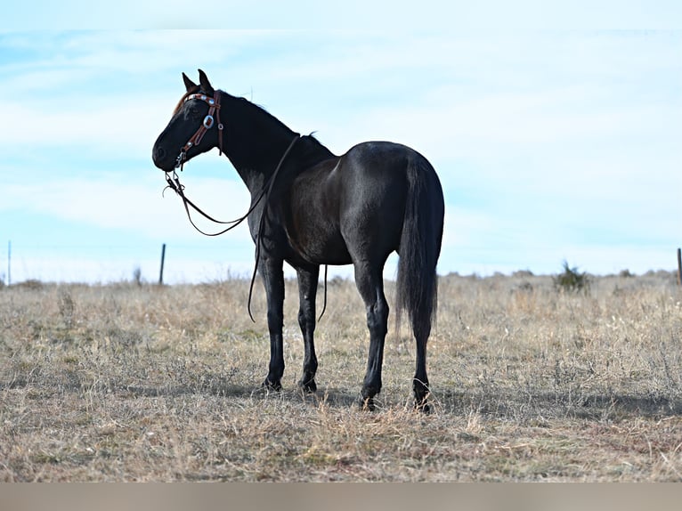 Draft Horse Mix Castrone 8 Anni 152 cm Morello in Chadron