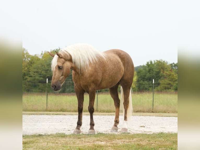 Draft Horse Castrone 8 Anni 152 cm Palomino in Sweet Springs MO