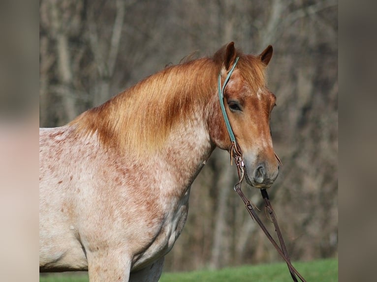Draft Horse Castrone 8 Anni 152 cm Roano rosso in Level Green Ky
