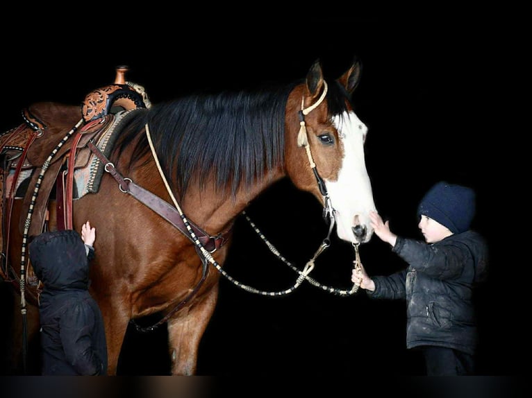 Draft Horse Mix Castrone 8 Anni 155 cm Baio ciliegia in Rebersburg