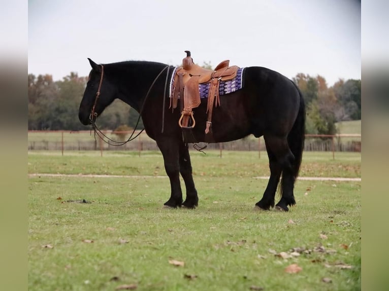 Draft Horse Mix Castrone 8 Anni 155 cm Morello in Grand Saline, TX