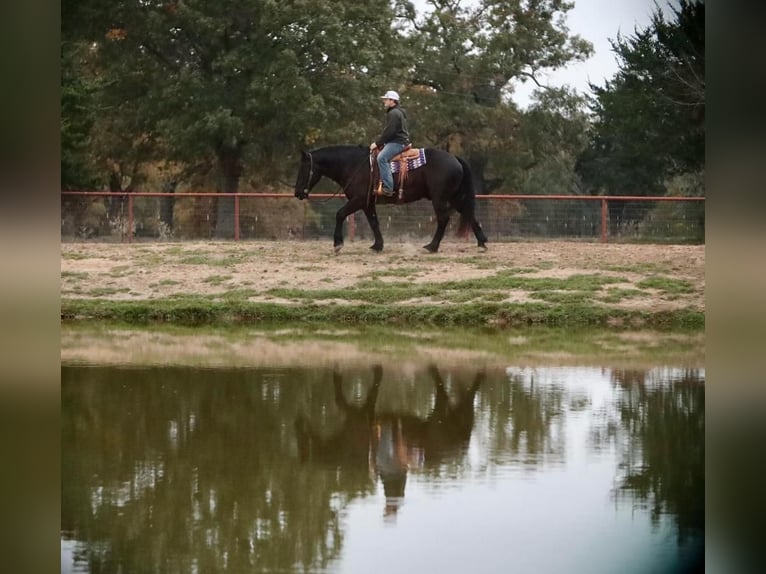 Draft Horse Mix Castrone 8 Anni 155 cm Morello in Grand Saline, TX