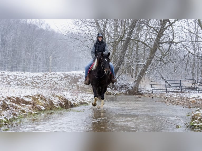 Draft Horse Mix Castrone 8 Anni 155 cm in Fredericksburg, OH