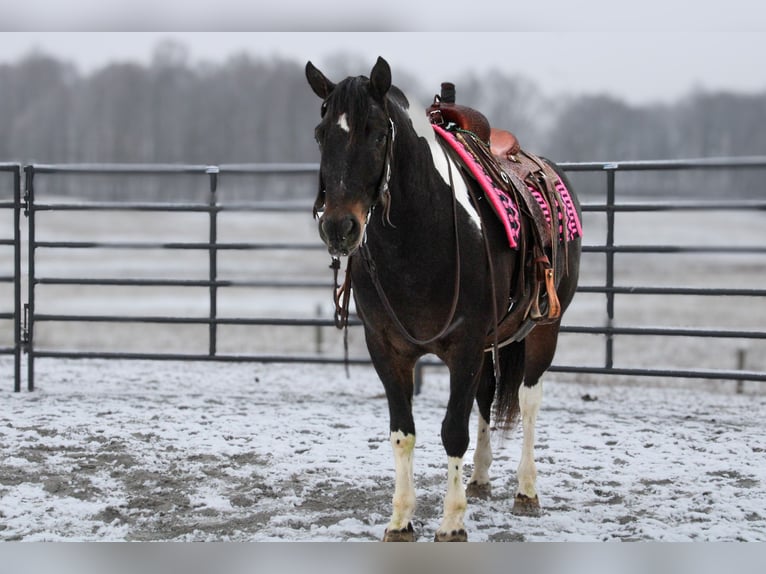 Draft Horse Mix Castrone 8 Anni 155 cm in Fredericksburg, OH