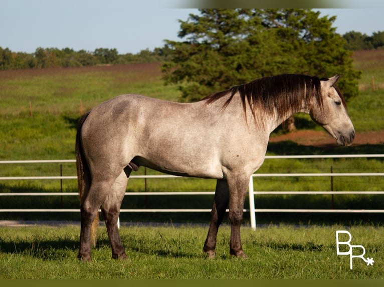 Draft Horse Castrone 8 Anni 157 cm Grigio pezzato in Mountain Grove MO