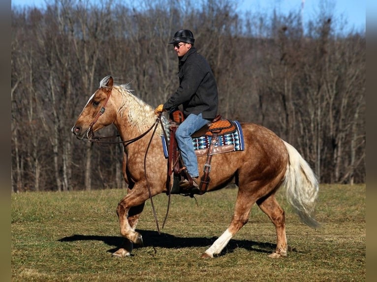 Draft Horse Castrone 8 Anni 157 cm Palomino in Level Green KY