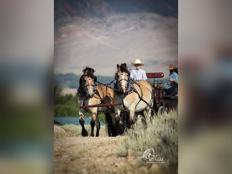 Draft Horse Mix Castrone 8 Anni 157 cm Pelle di daino in Cody