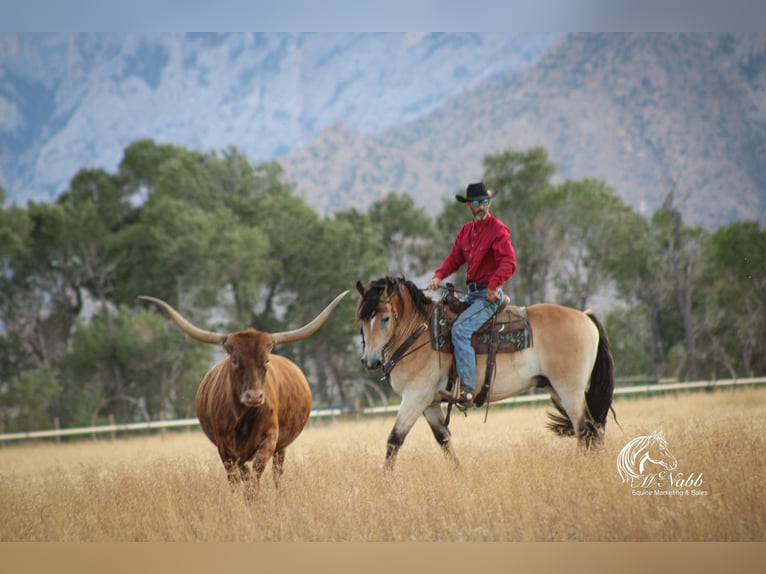 Draft Horse Mix Castrone 8 Anni 157 cm Pelle di daino in Cody