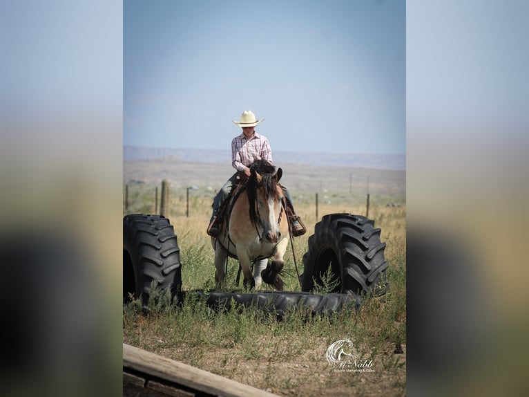Draft Horse Mix Castrone 8 Anni 157 cm Pelle di daino in Cody