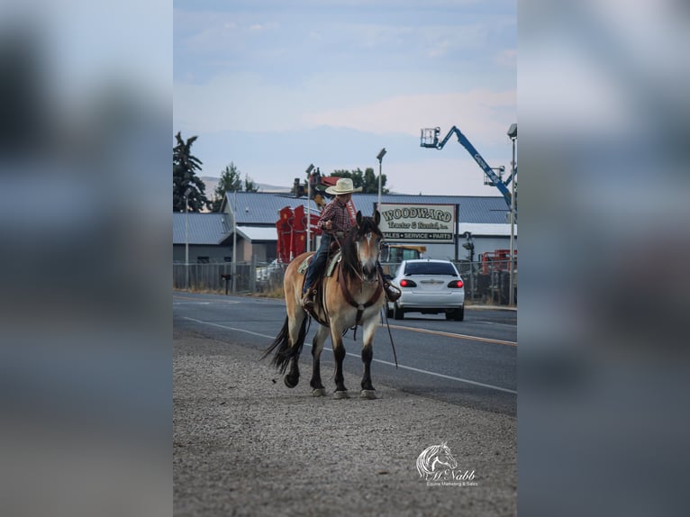 Draft Horse Mix Castrone 8 Anni 157 cm Pelle di daino in Cody
