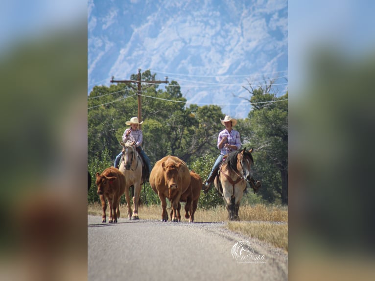 Draft Horse Mix Castrone 8 Anni 157 cm Pelle di daino in Cody