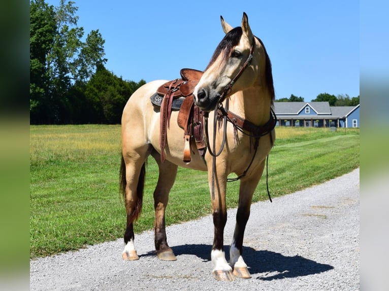 Draft Horse Castrone 8 Anni 157 cm Pelle di daino in Greenville Ky