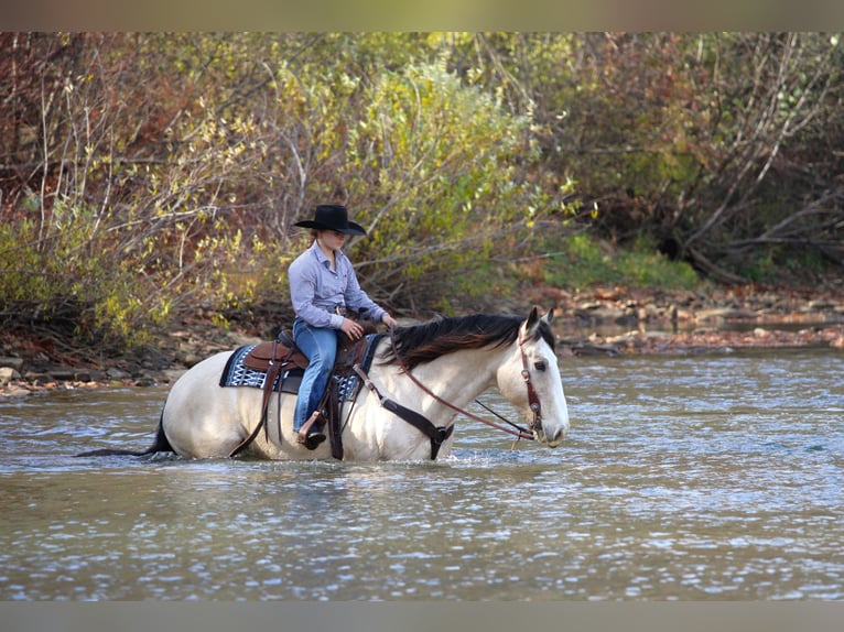 Draft Horse Mix Castrone 8 Anni 157 cm Pelle di daino in Clarion