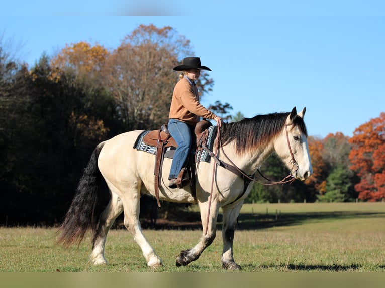 Draft Horse Mix Castrone 8 Anni 157 cm Pelle di daino in Clarion