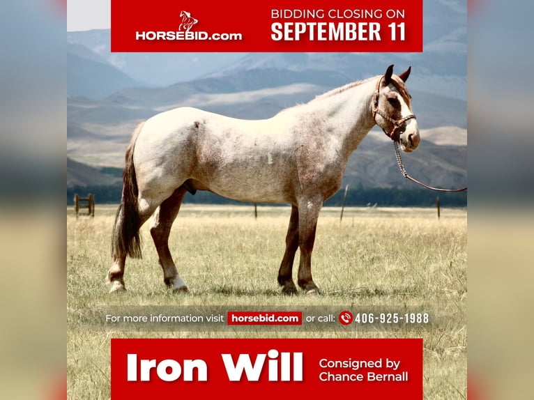 Draft Horse Mix Castrone 8 Anni 157 cm Roano rosso in Dillon, MT