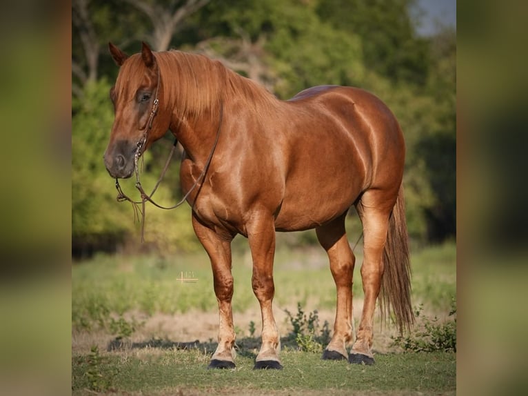Draft Horse Mix Castrone 8 Anni 157 cm Sauro ciliegia in Weatherford, TX