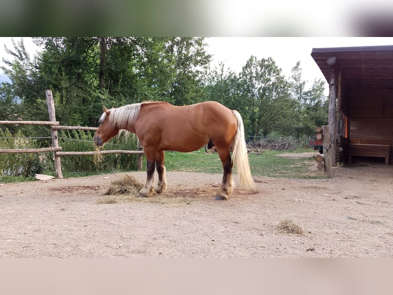 Draft Horse Castrone 8 Anni 160 cm Baio chiaro in Demonte