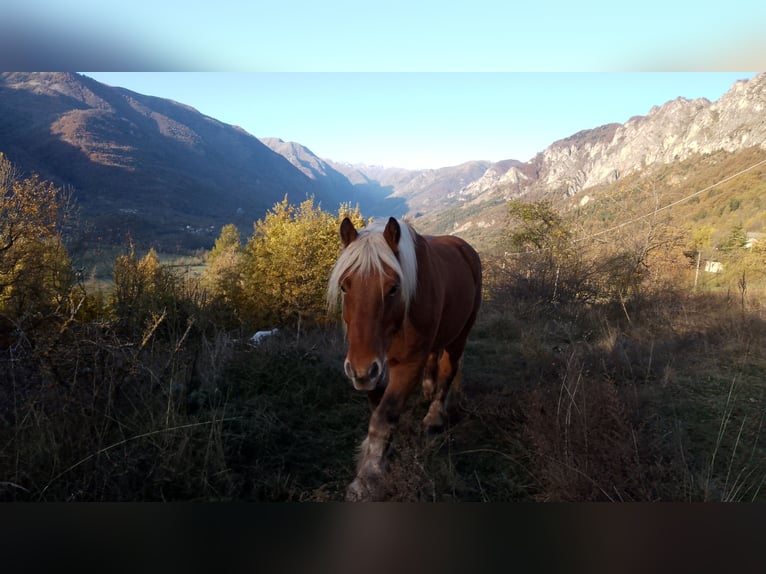 Draft Horse Castrone 8 Anni 160 cm Baio chiaro in Demonte