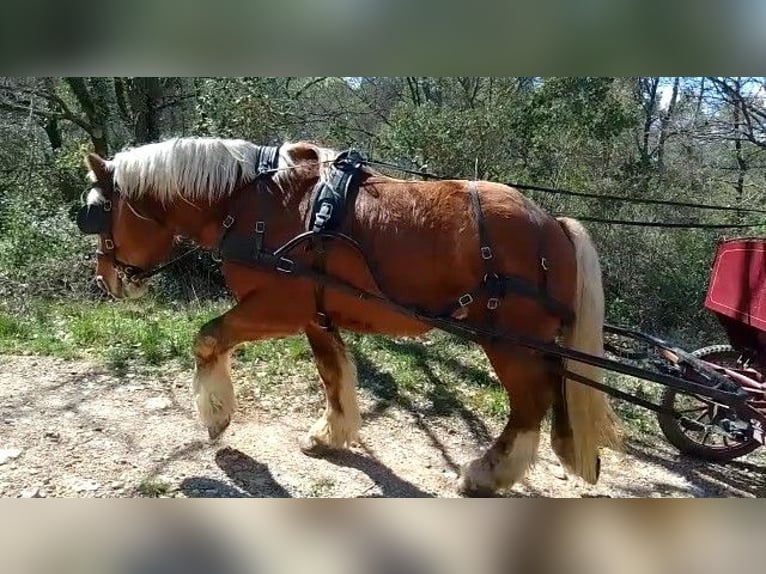 Draft Horse Castrone 8 Anni 160 cm Baio chiaro in Demonte