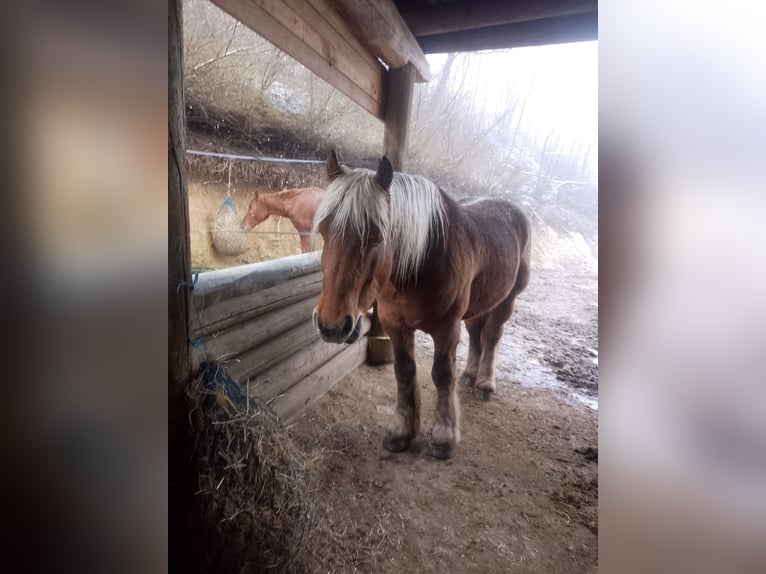 Draft Horse Castrone 8 Anni 160 cm Baio chiaro in Demonte