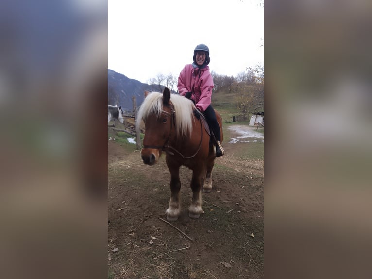 Draft Horse Castrone 8 Anni 160 cm Baio chiaro in Demonte
