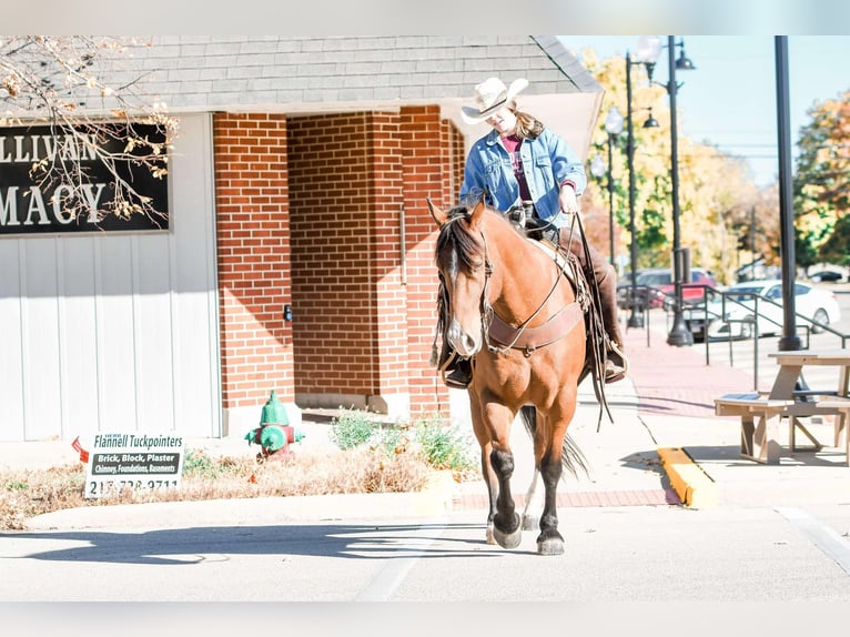 Draft Horse Mix Castrone 8 Anni 160 cm Baio ciliegia in Sullivan, IL