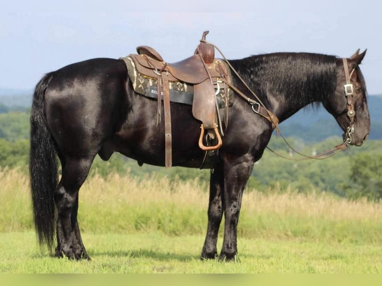 Draft Horse Mix Castrone 8 Anni 160 cm Morello in Shippenville, PA
