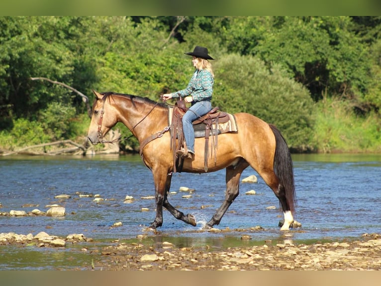 Draft Horse Castrone 8 Anni 160 cm Pelle di daino in Clarion, PA