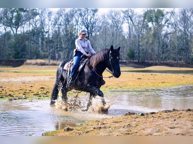 Draft Horse Mix Castrone 8 Anni 160 cm Roano blu in Athens