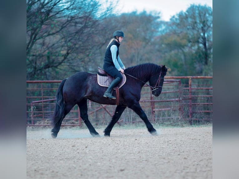 Draft Horse Mix Castrone 8 Anni 160 cm Roano blu in Athens