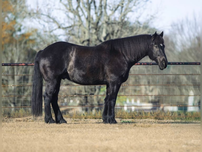 Draft Horse Mix Castrone 8 Anni 160 cm Roano blu in Athens