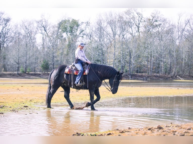 Draft Horse Mix Castrone 8 Anni 160 cm Roano blu in Athens