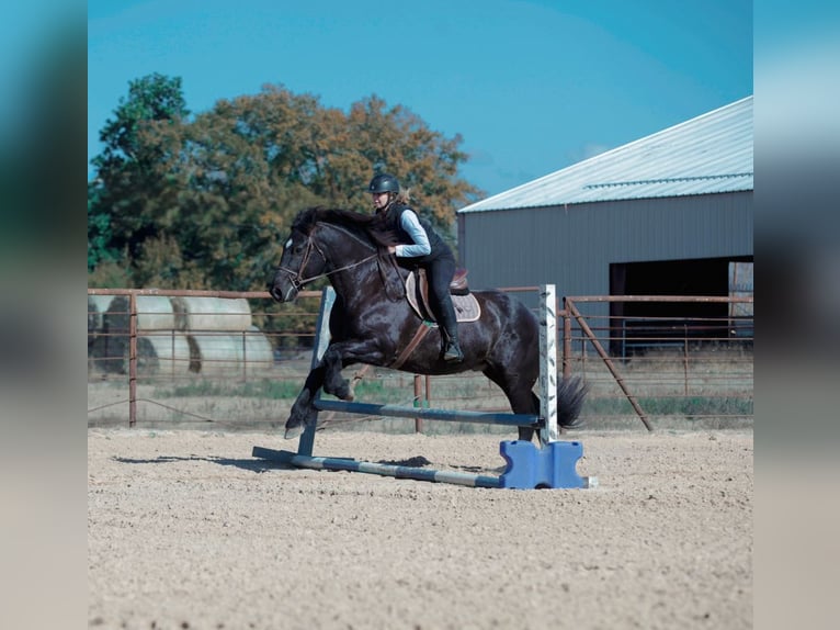 Draft Horse Mix Castrone 8 Anni 160 cm Roano blu in Athens