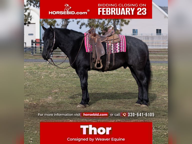 Draft Horse Mix Castrone 8 Anni 160 cm Roano blu in Fredericksburg