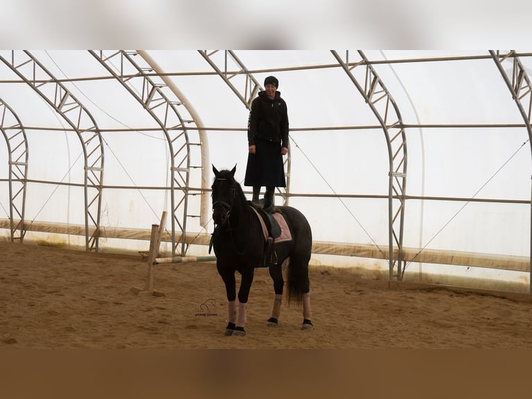 Draft Horse Mix Castrone 8 Anni 160 cm Roano blu in Fredericksburg
