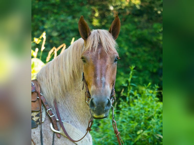 Draft Horse Castrone 8 Anni 160 cm Roano rosso in Everett PA