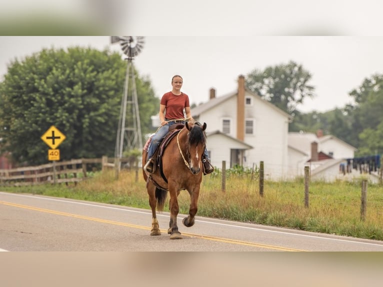 Draft Horse Mix Castrone 8 Anni 163 cm Baio roano in Ponder