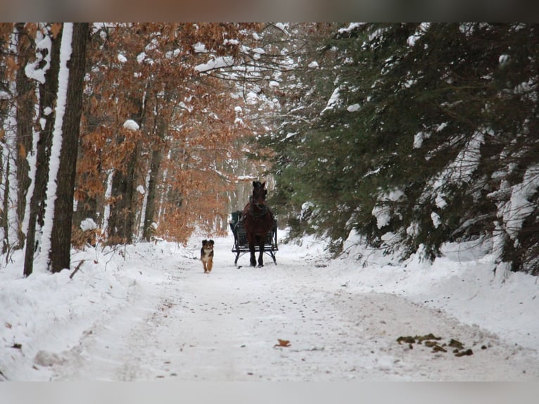 Draft Horse Castrone 8 Anni 163 cm Baio roano in Howell MI