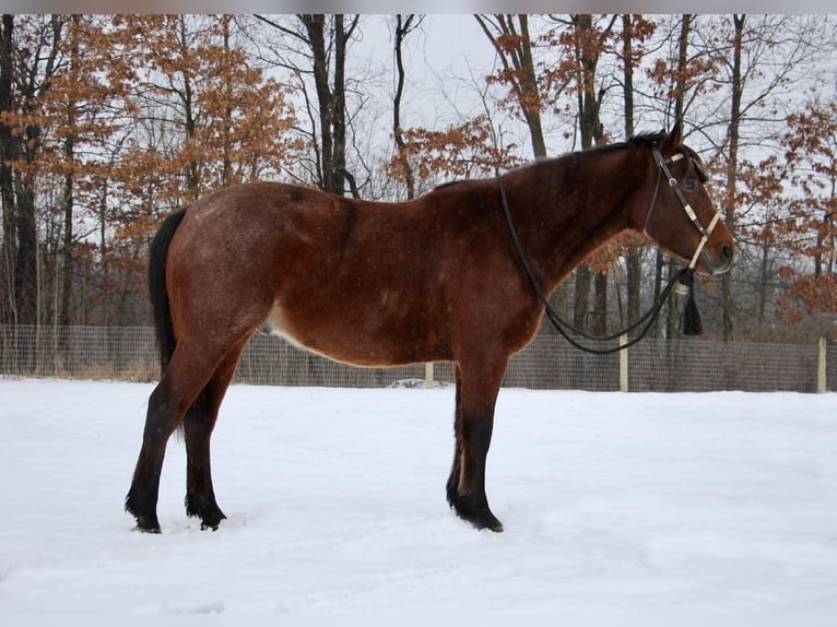 Draft Horse Castrone 8 Anni 163 cm Baio roano in Howell MI