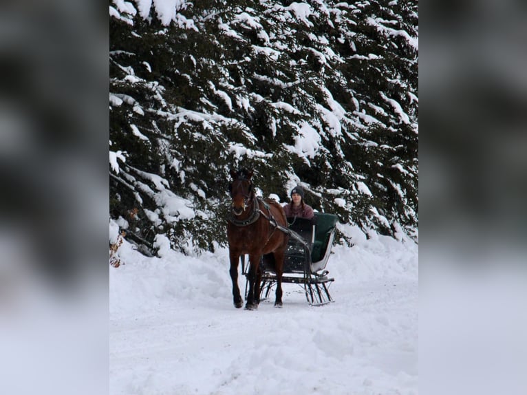 Draft Horse Castrone 8 Anni 163 cm Baio roano in Howell MI