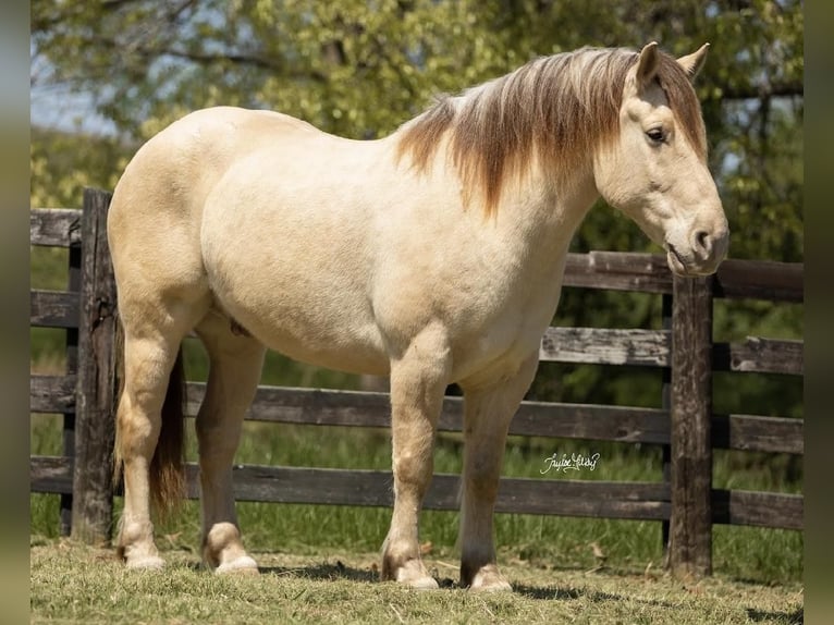Draft Horse Mix Castrone 8 Anni 163 cm Champagne in Madisonville, KY