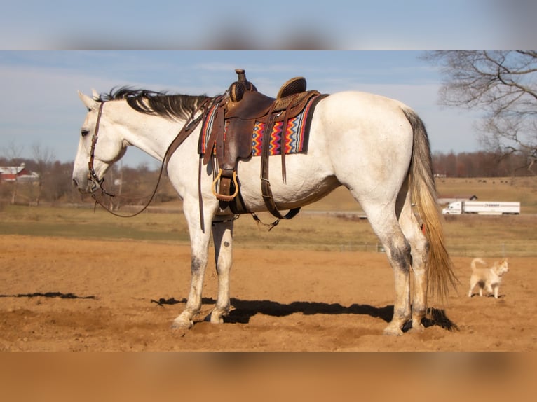 Draft Horse Mix Castrone 8 Anni 163 cm Grigio in Dundee, OH