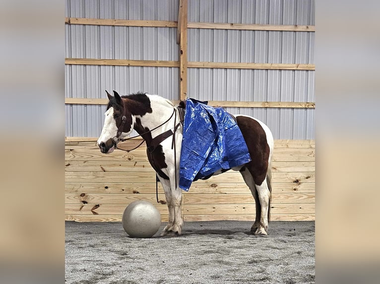 Draft Horse Mix Castrone 8 Anni 163 cm in Rebersburg, PA