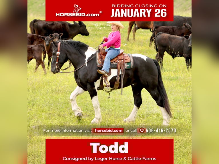 Draft Horse Mix Castrone 8 Anni 163 cm Pezzato in Crab Orchard