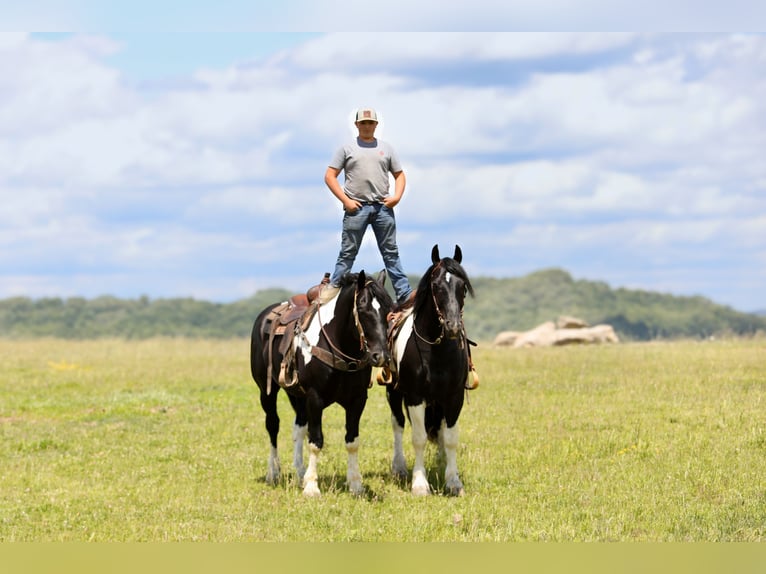 Draft Horse Mix Castrone 8 Anni 163 cm Pezzato in Crab Orchard